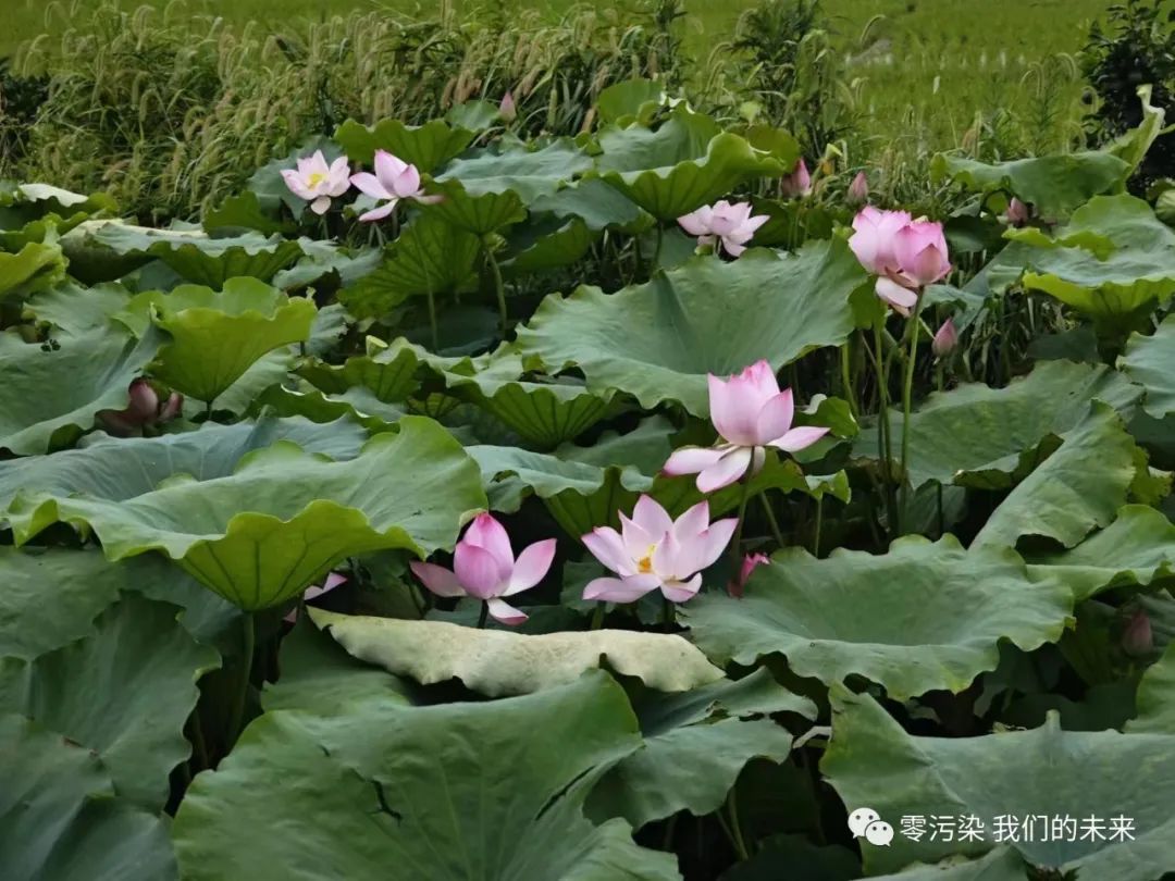 零污染中国行//岳阳零污染种子已经萌芽，期待着你一起推动