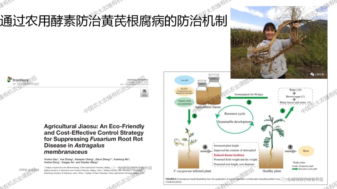 建议收藏//王小芬老师：农用酵素技术是国家千万工程示范建设抓手ppt分享