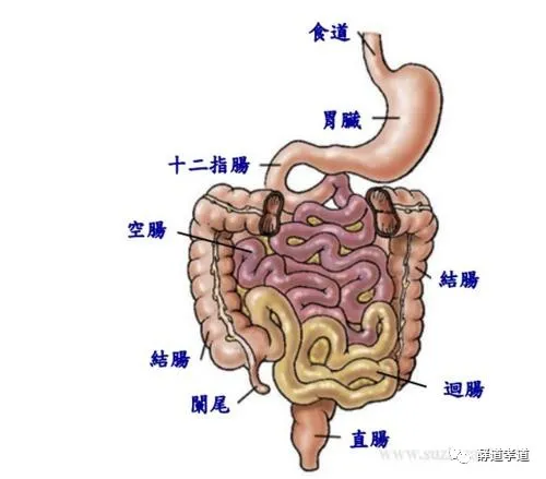 “肠道的年龄”决定着你的美丽和健康！