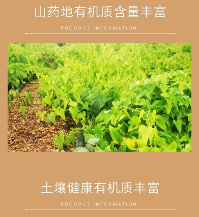 【产品简介】山药